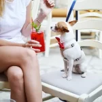 Managing a Pet-Friendly Restaurant A Guide to Success