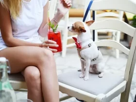 Managing a Pet-Friendly Restaurant A Guide to Success