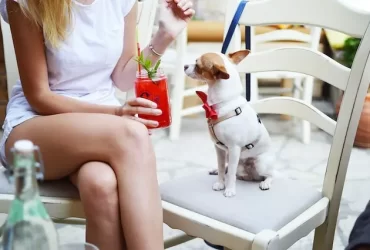 Managing a Pet-Friendly Restaurant A Guide to Success