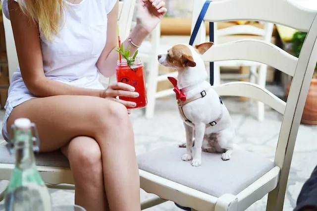 Managing a Pet-Friendly Restaurant: A Guide to Success - Applova