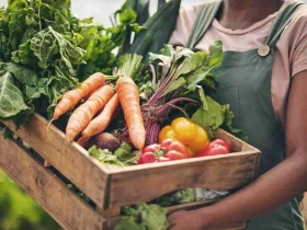 Sustainable Restaurant - Applova
